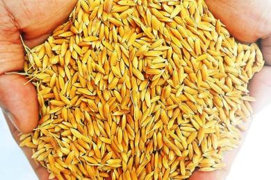 खैरहनीद्वारा धानको बीउमा ५० प्रतिशत अनुदान